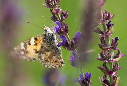 Hohe Pflanzenvielfalt zieht nicht nur zahlreiche Insekten an, sondern steigert durch ihre Wurzelttigkeit auch die Biodiversitt des Bodens